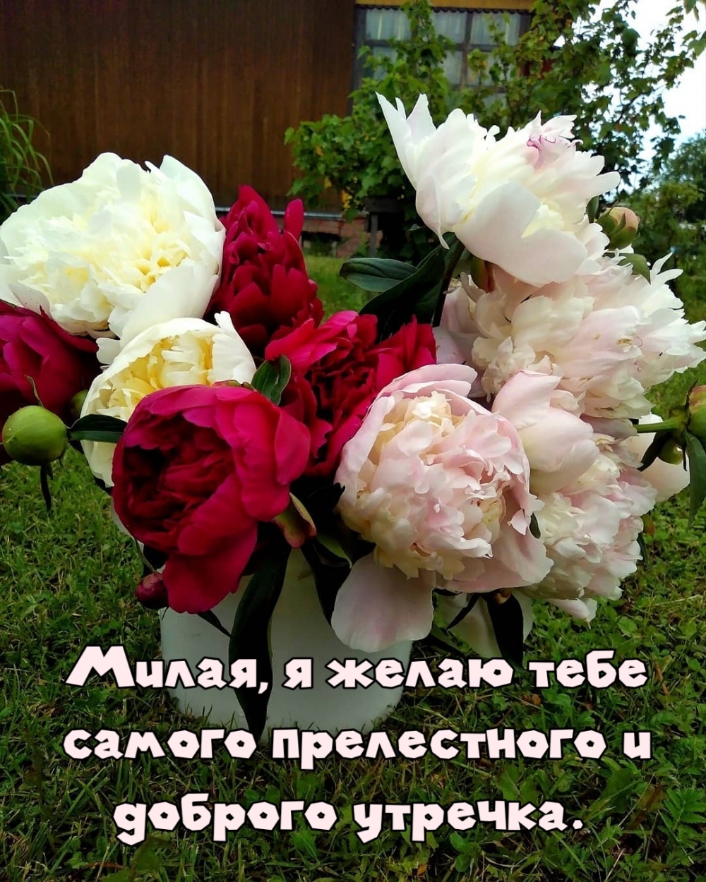 Милая, я желаю тебе самого прелестного и доброго утречка.