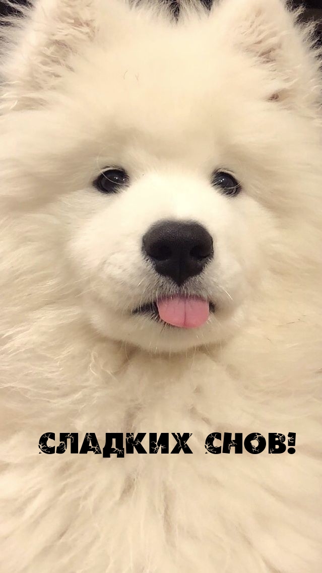 Сладких снов!