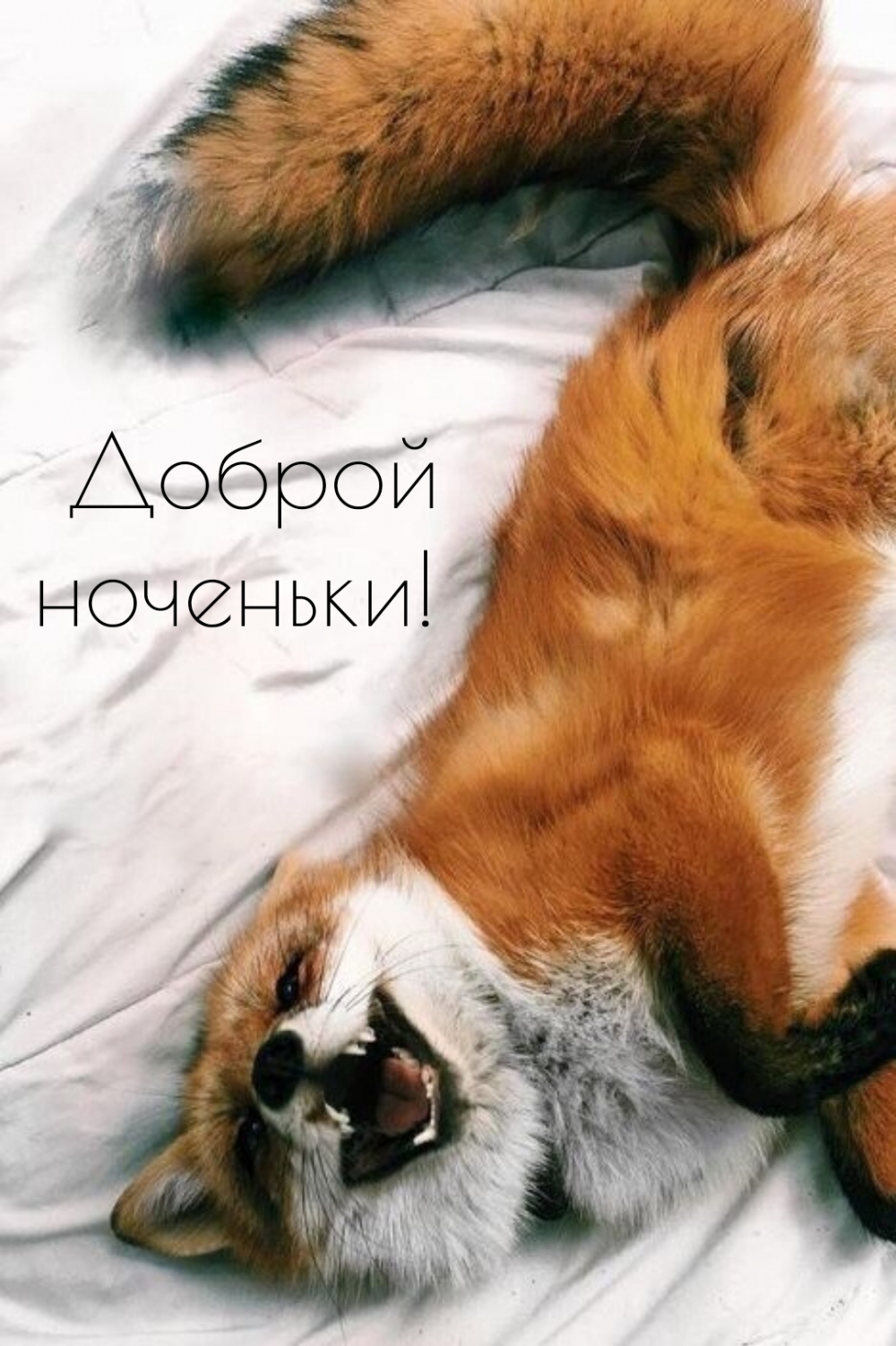 Доброй ноченьки!