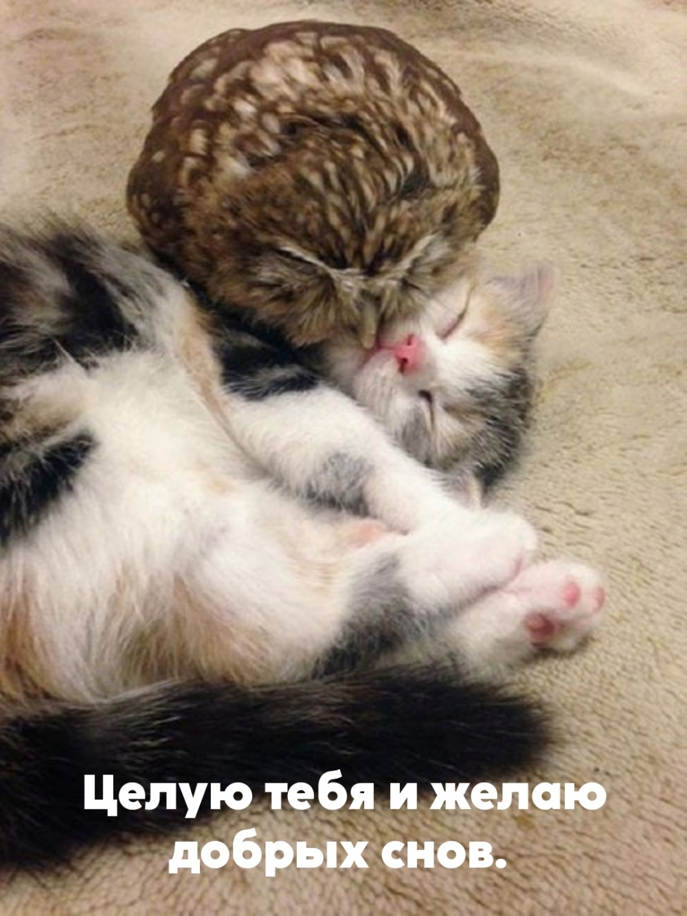 Целую тебя и желаю добрых снов.