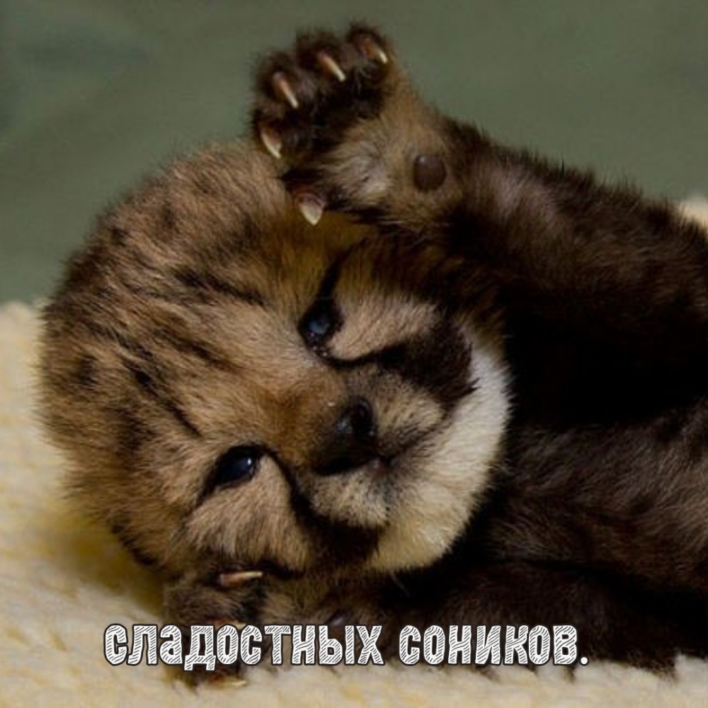 Сладостных соников.