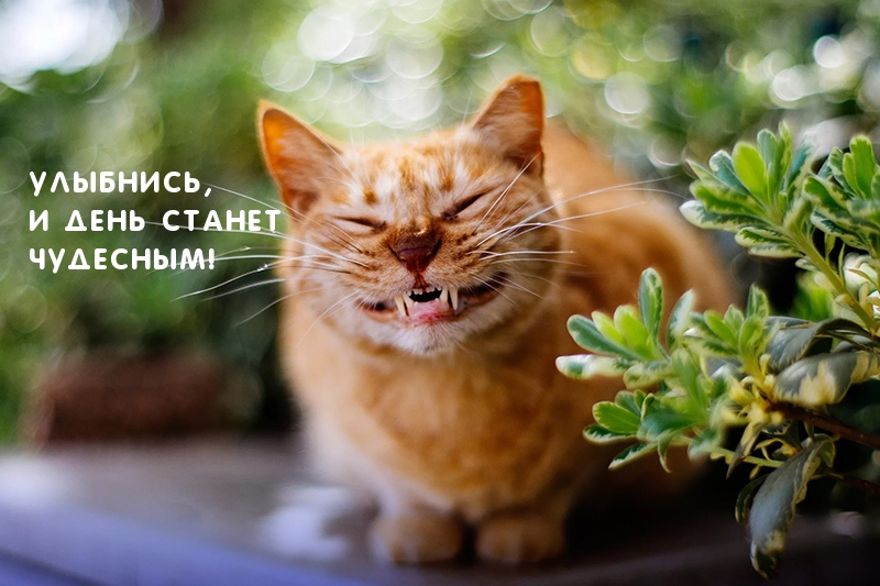 Улыбнись, и день станет чудесным!