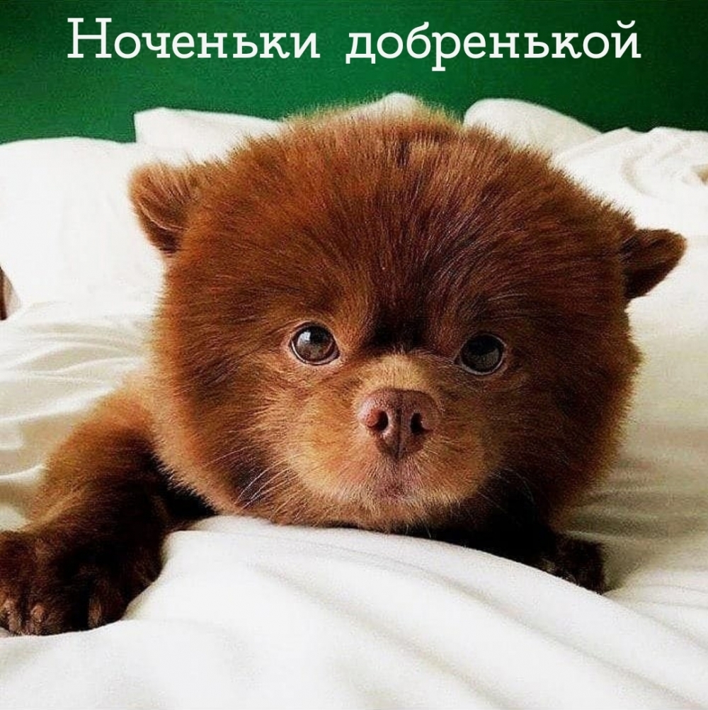 Ноченьки добренькой