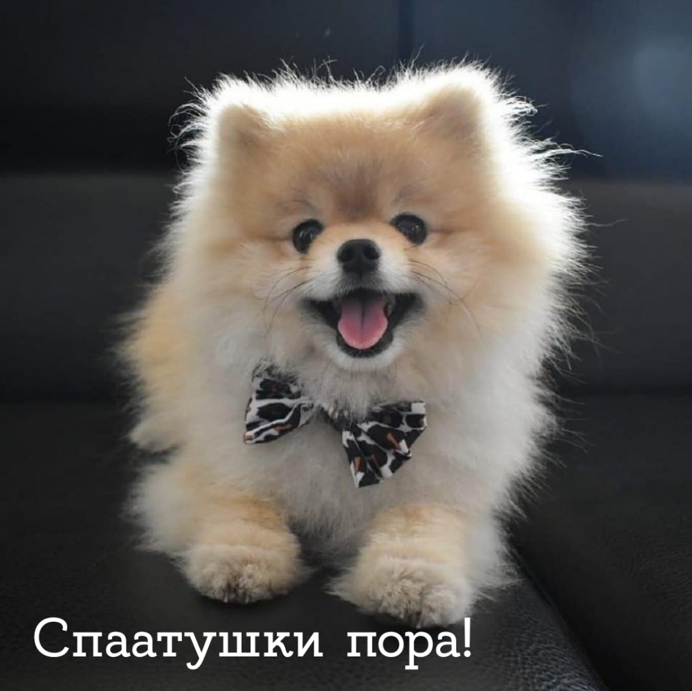 Спаатушки пора!