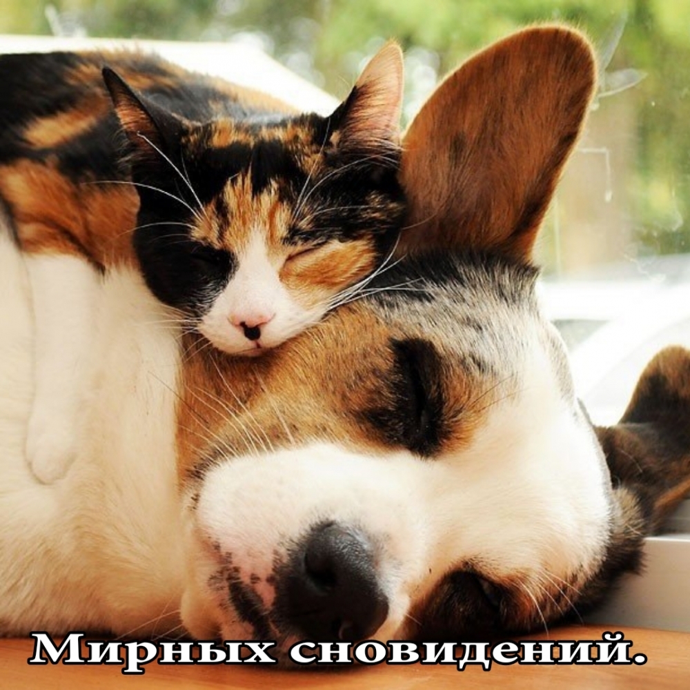 Мирных сновидений.