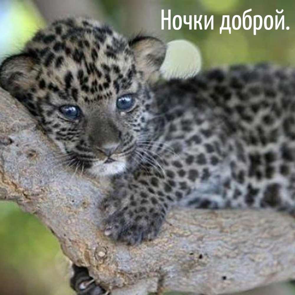 Ночки доброй.