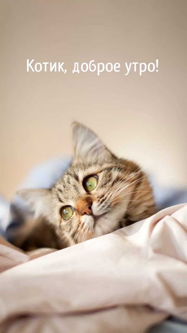 Котик, доброе утро!