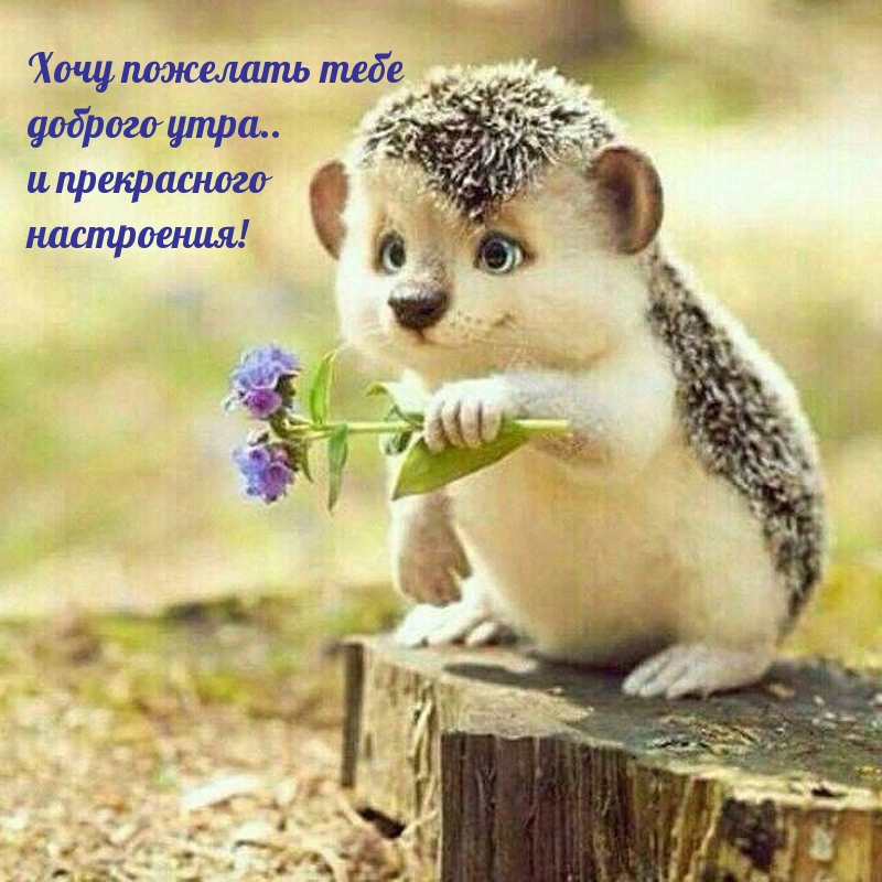 Хочу пожелать тебе доброго утра и прекрасного настроения