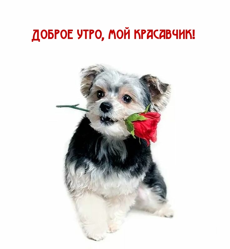 Доброе утро, мой красавчик!