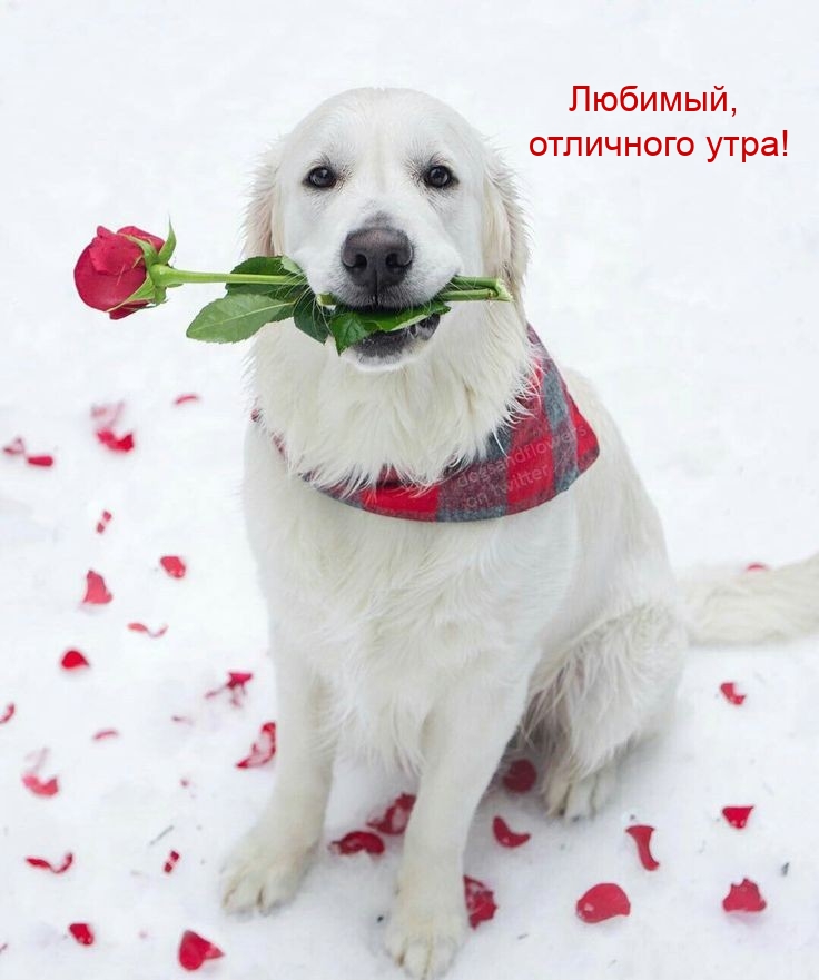 Любимый, отличного утра!