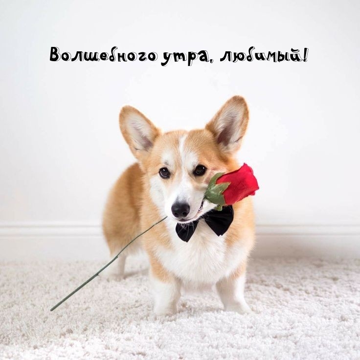Волшебного утра, любимый!
