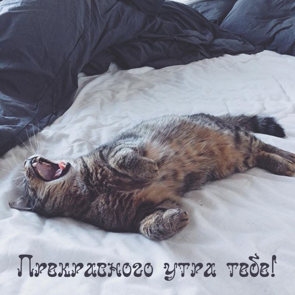 Прекрасного утра тебе!