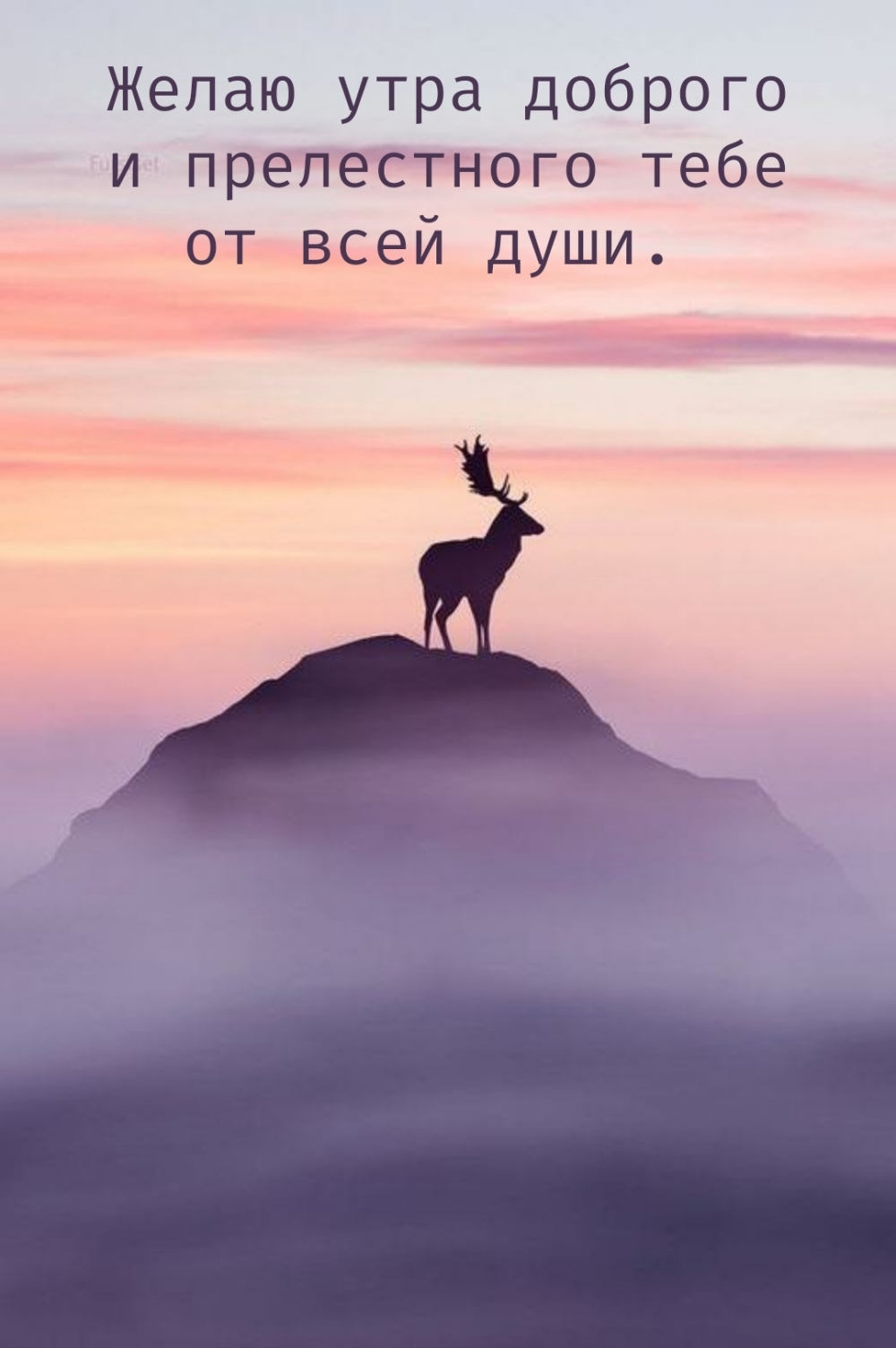 Желаю утра доброго и прелестного тебе от всей души.