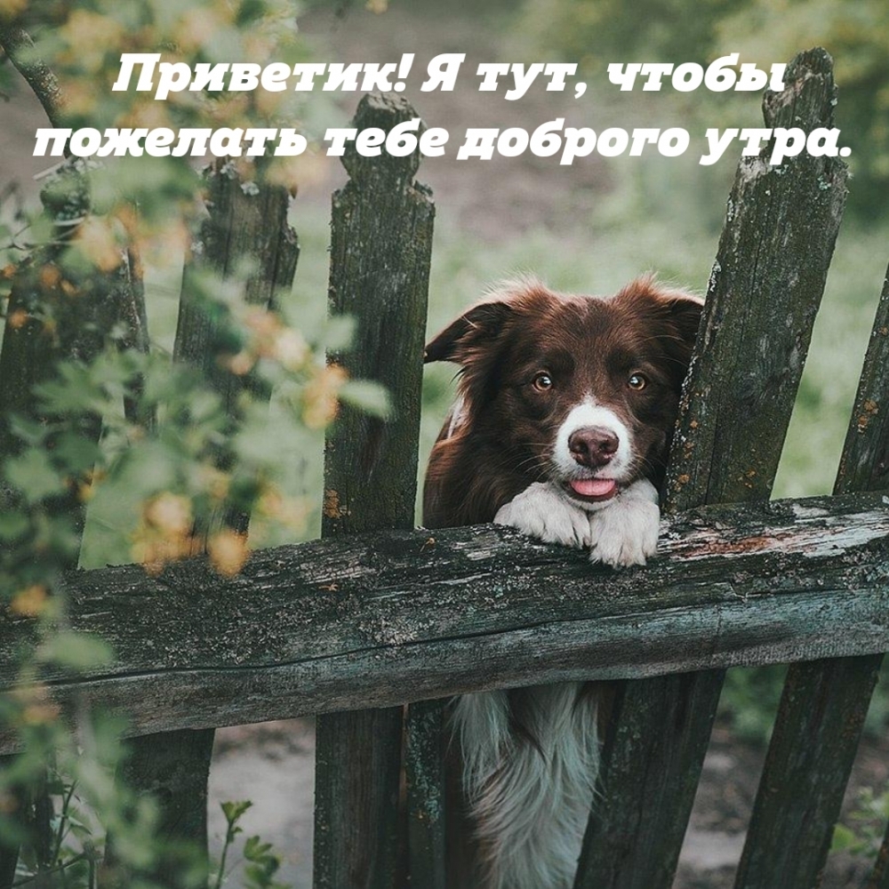 Приветик! Я тут, чтобы пожелать тебе доброго утра.