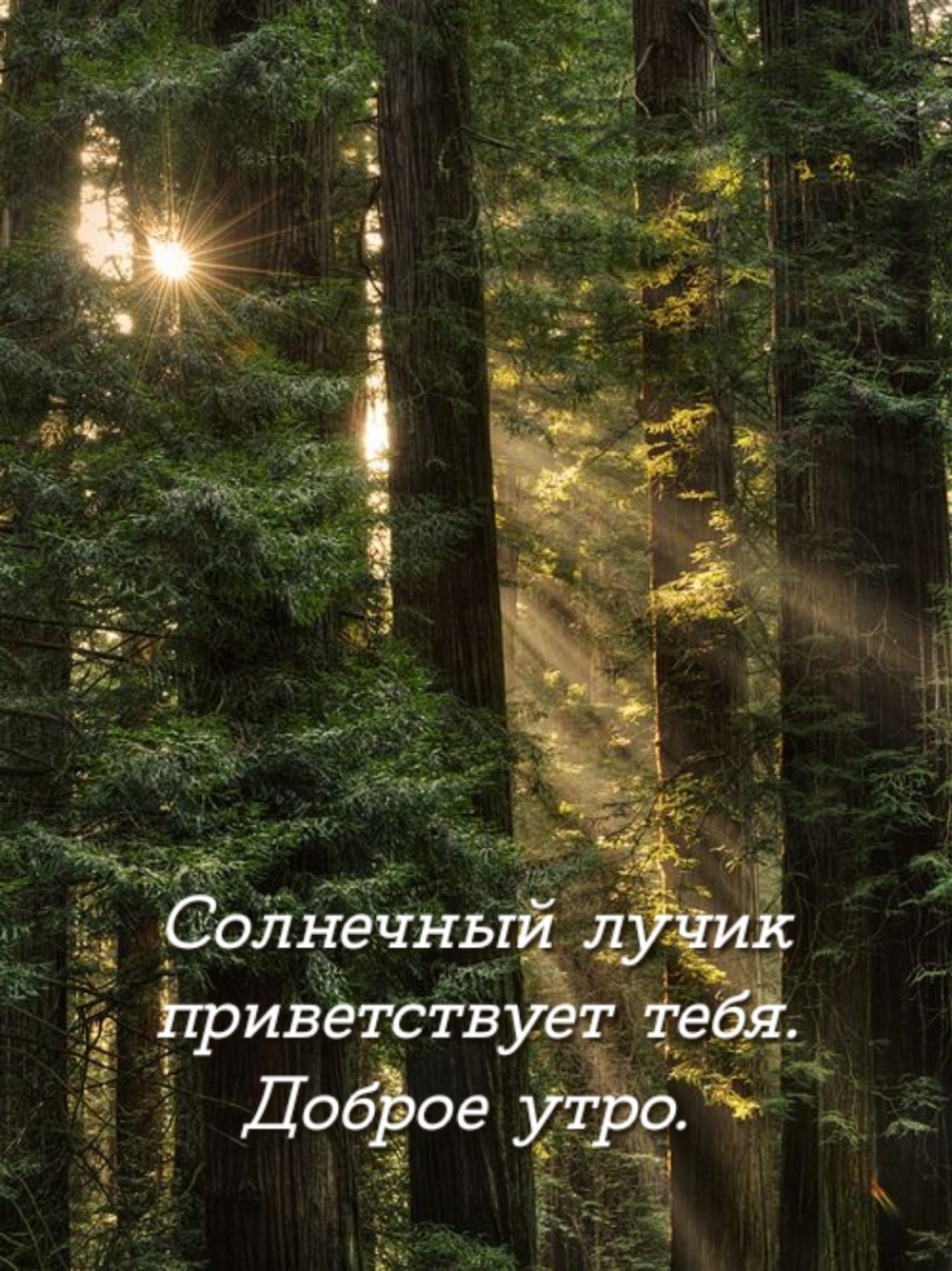 Солнечный лучик приветствует тебя. Доброе утро.