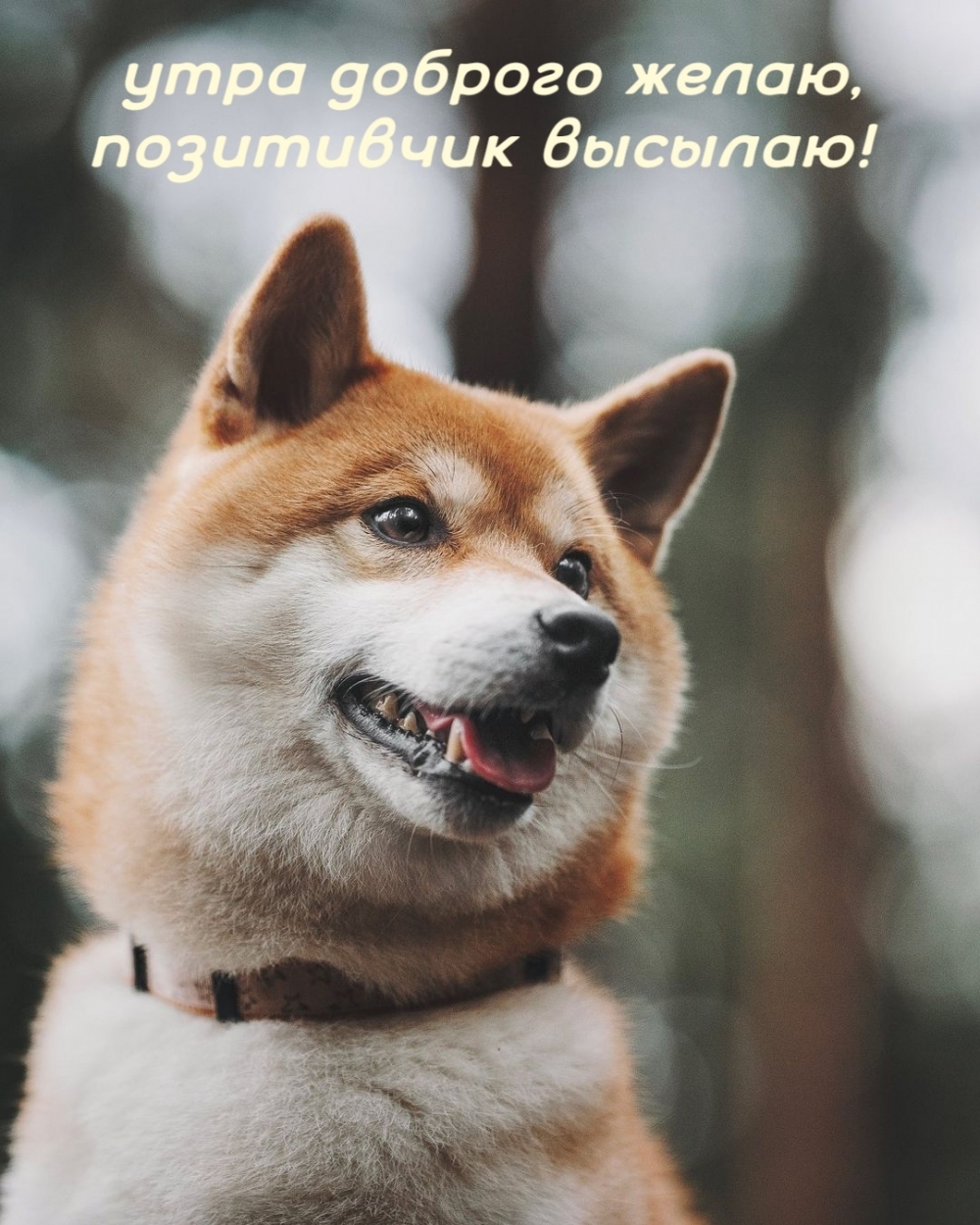 Утра доброго желаю, позитивчик высылаю!