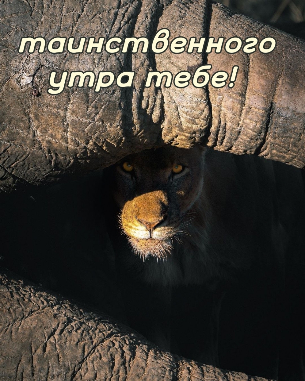 Таинственного утра тебе!