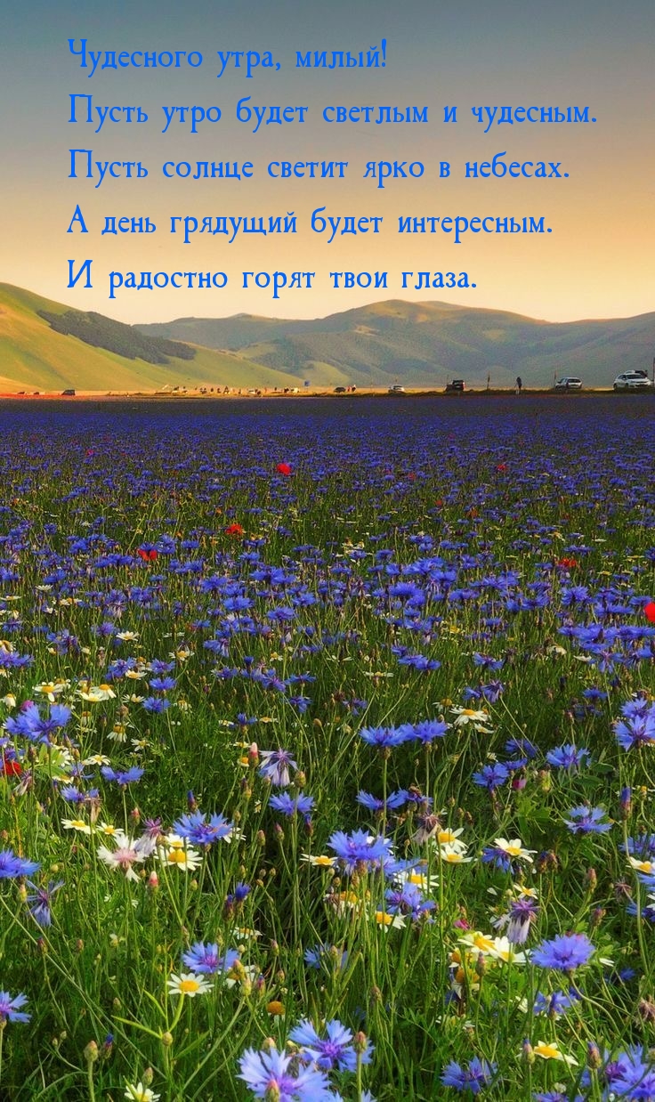 Чудесного утра, милый! Пусть утро будет светлым и чудесным.