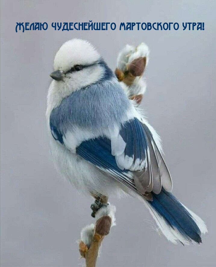 Желаю чудеснейшего мартовского утра!
