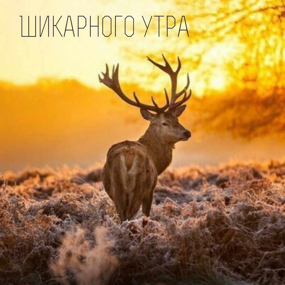 Шикарного утра