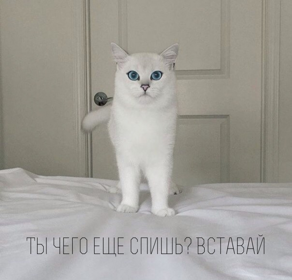 Ты чего еще спишь? Вставай