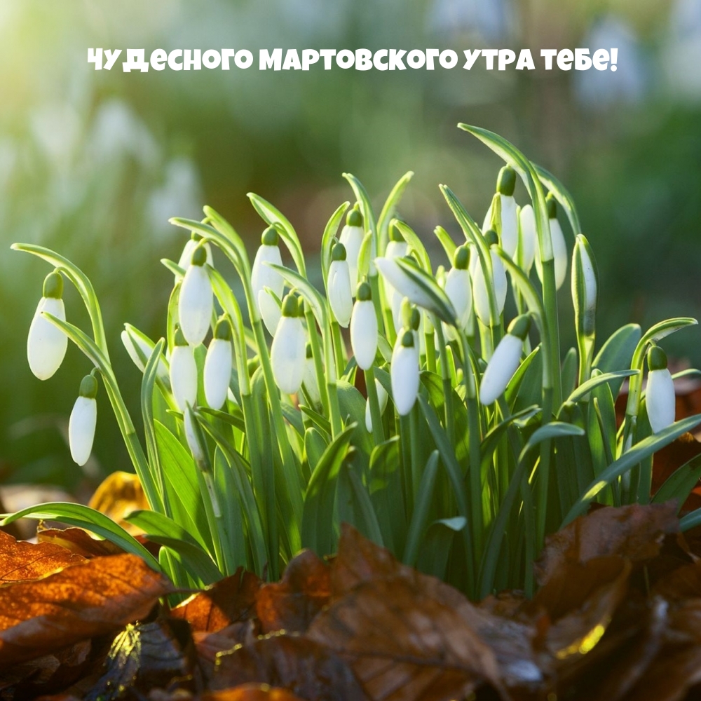 Чудесного мартовского утра тебе!