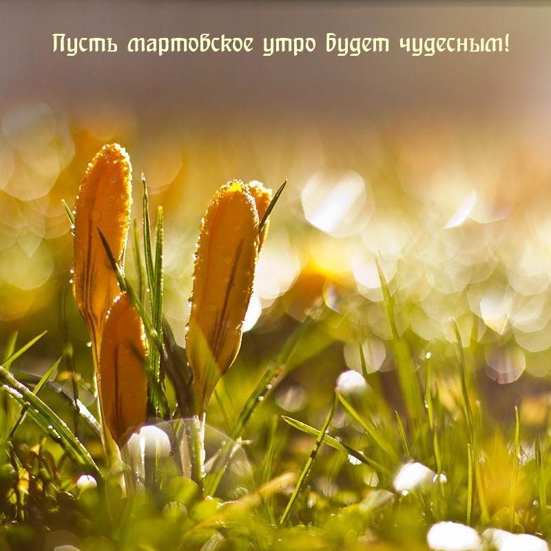 Пусть мартовское утро будет чудесным!