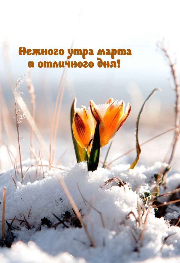 Нежного утра марта и отличного дня!