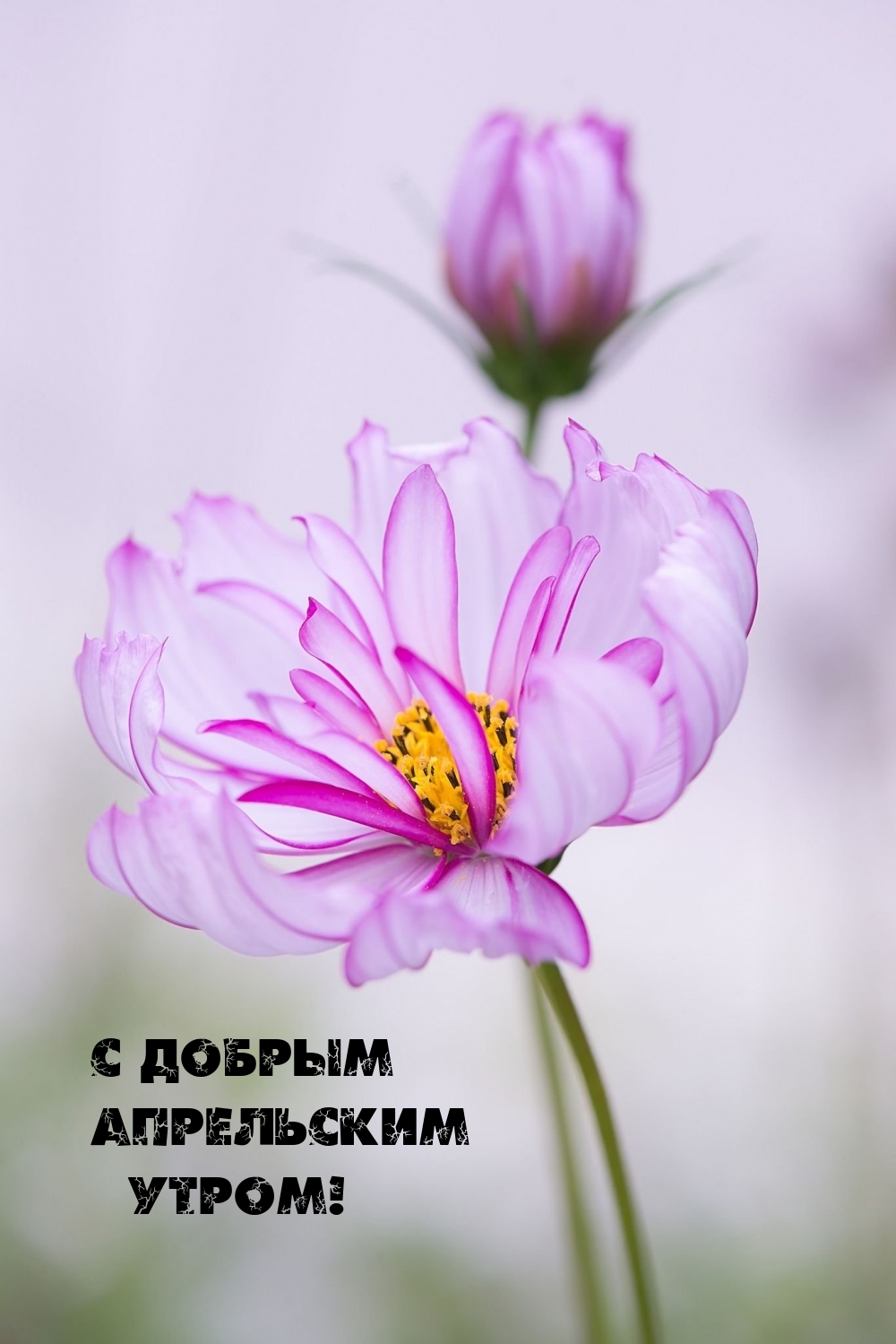 С добрым апрельским утром!