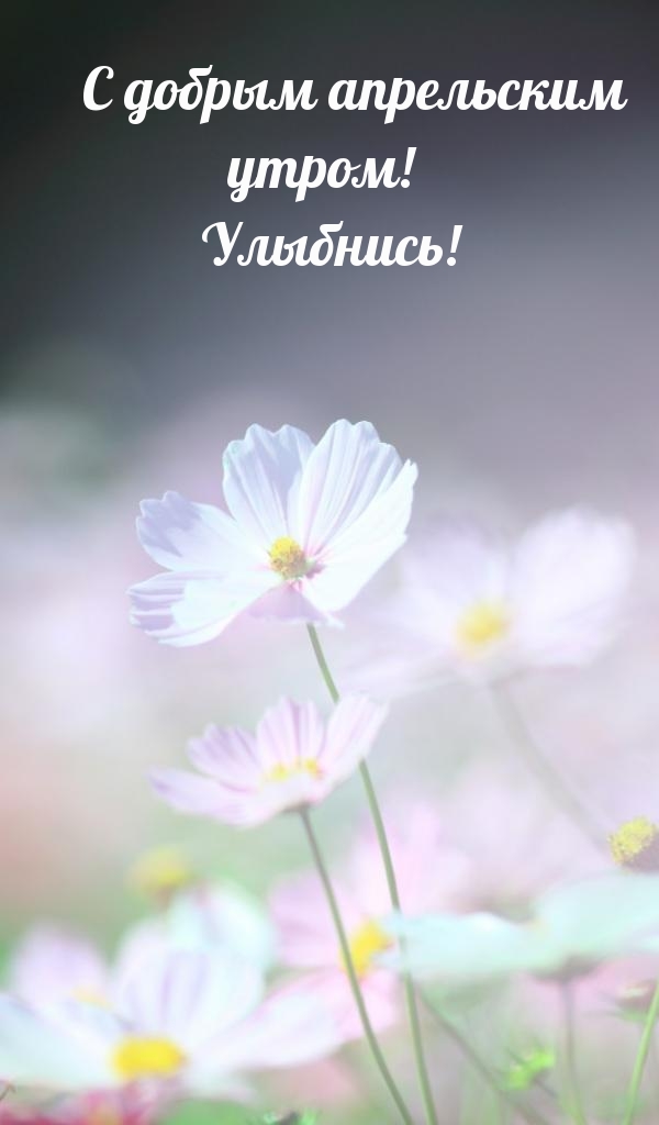 С добрым апрельским утром! Улыбнись!