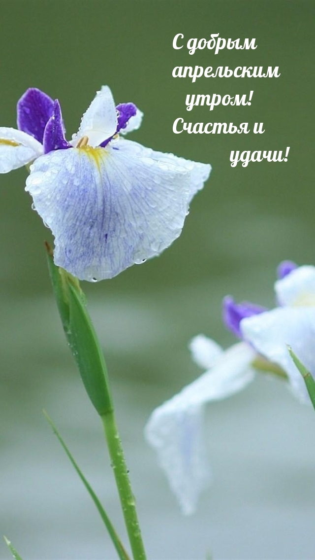 С добрым апрельским утром! Счастья и удачи!
