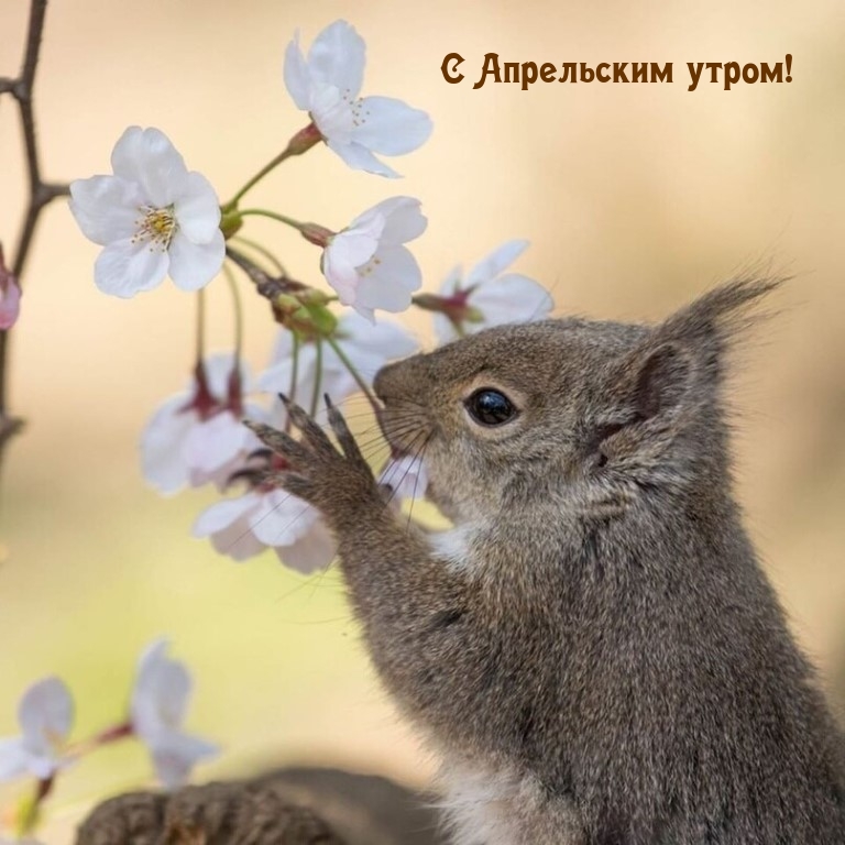 С Апрельским утром!