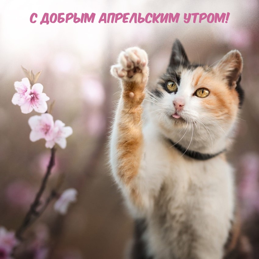 С Добрым апрельским утром!