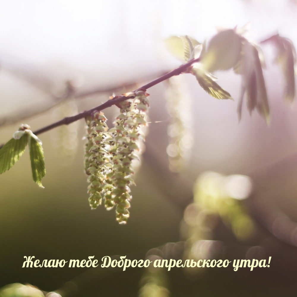 Желаю тебе Доброго апрельского утра!