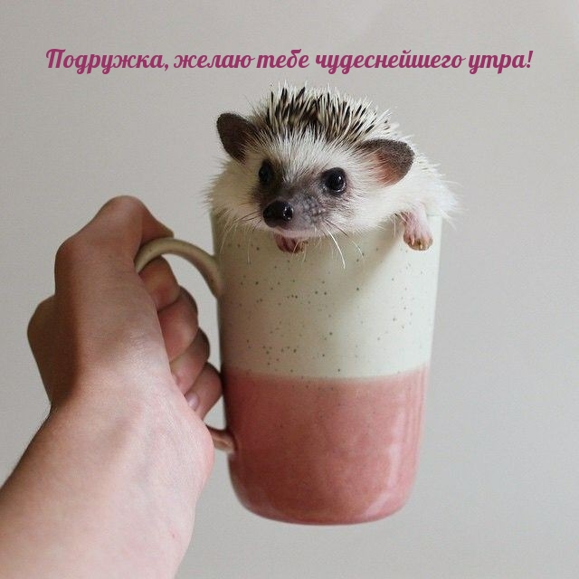 Подружка, желаю тебе чудеснейшего утра!