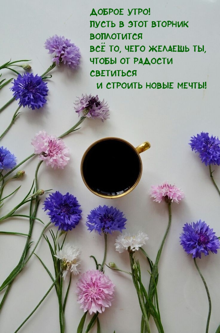 Доброе утро! Пусть в этот вторник воплотится Всё то, чего желаешь ты