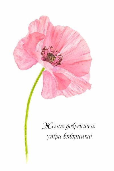 Желаю добрейшего утра вторника!