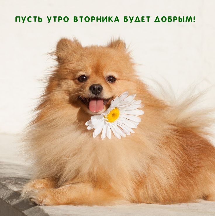 Пусть утро вторника будет добрым!