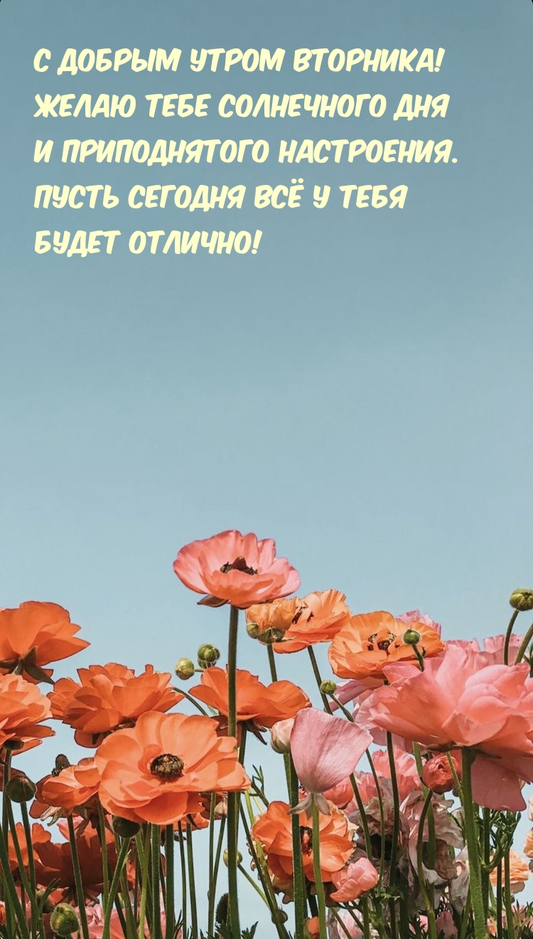 С добрым утром вторника! Желаю тебе солнечного дня