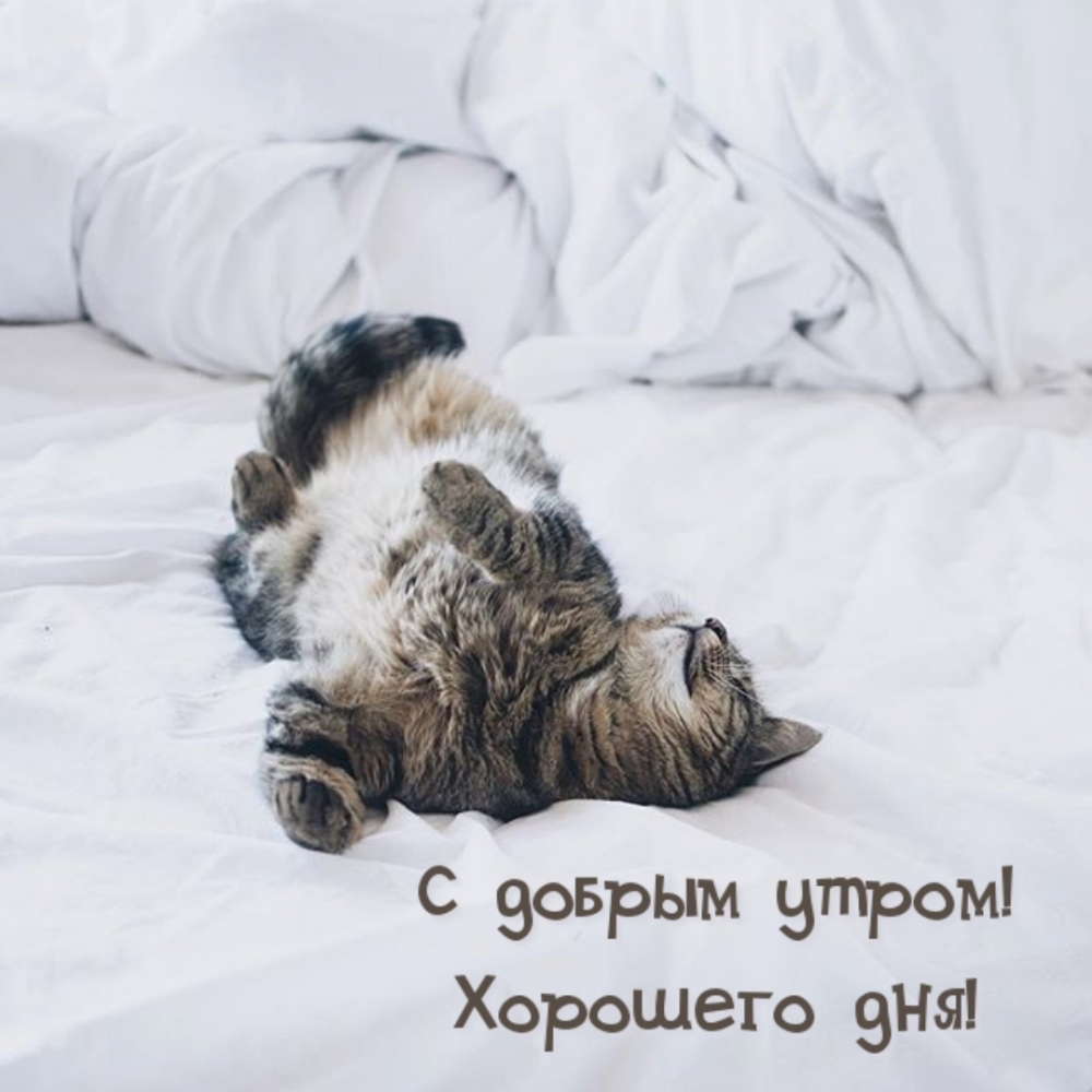 С добрым утром! Хорошего дня!