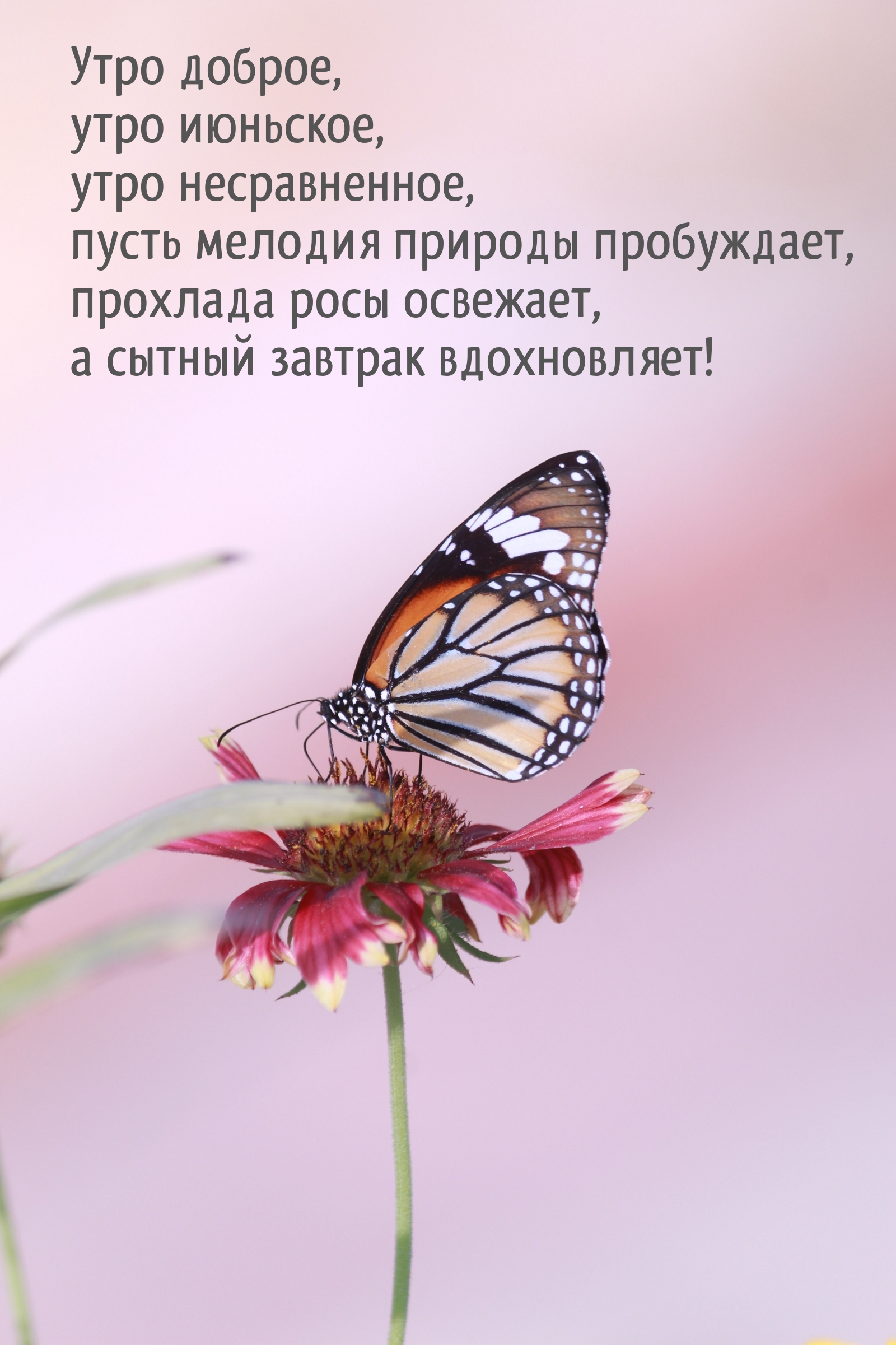 Утро доброе, утро июньское, утро несравненное