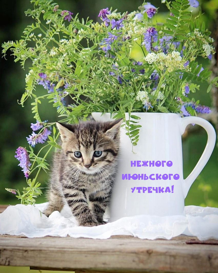 Нежного июньского утречка!