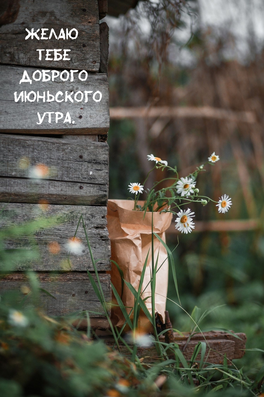 Желаю тебе доброго июньского утра.