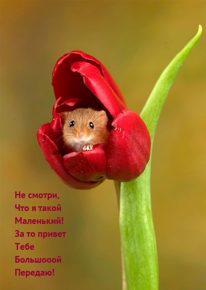 Не смотри, что я маленький за то привет большооой передаю!