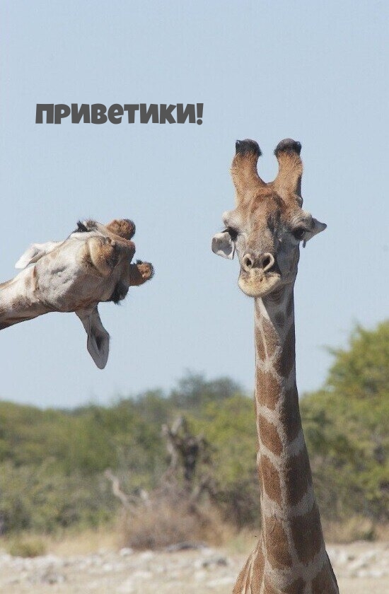 Приветики!