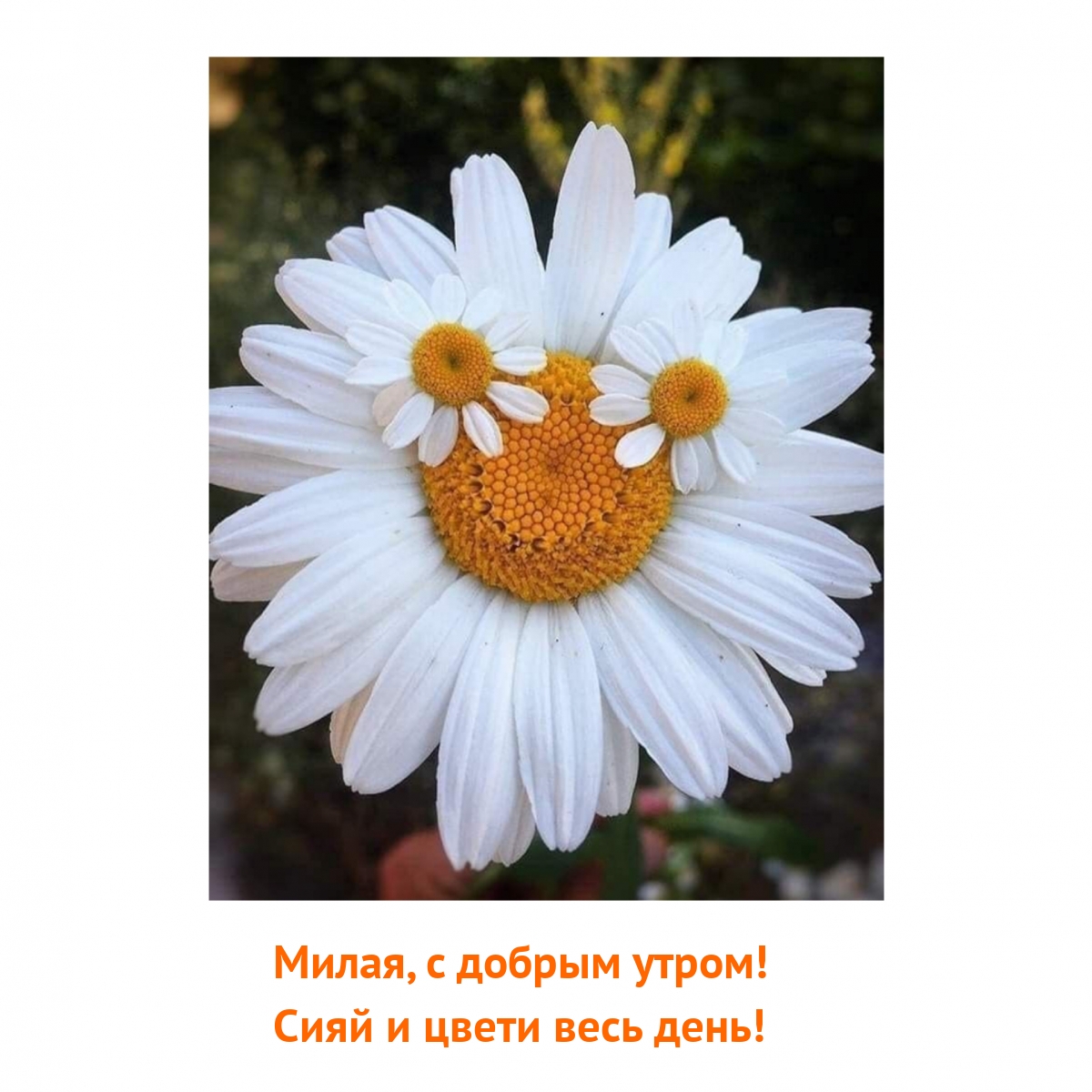 Милая, с добрым утром! Сияй и цвети весь день!