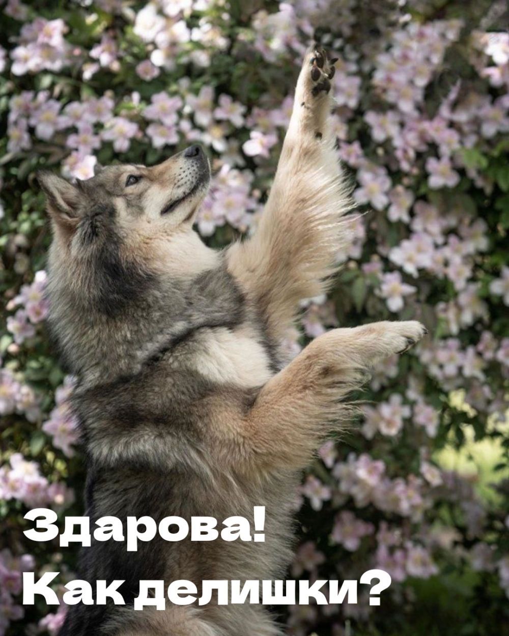 Здарова! Как делишки?