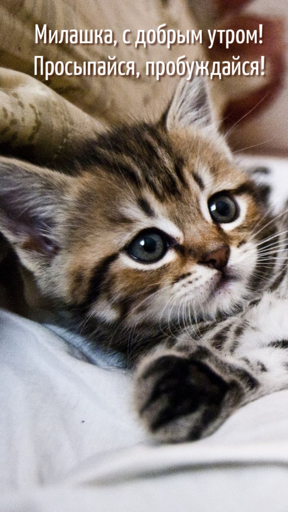 Милашка, с добрым утром! Просыпайся, пробуждайся!
