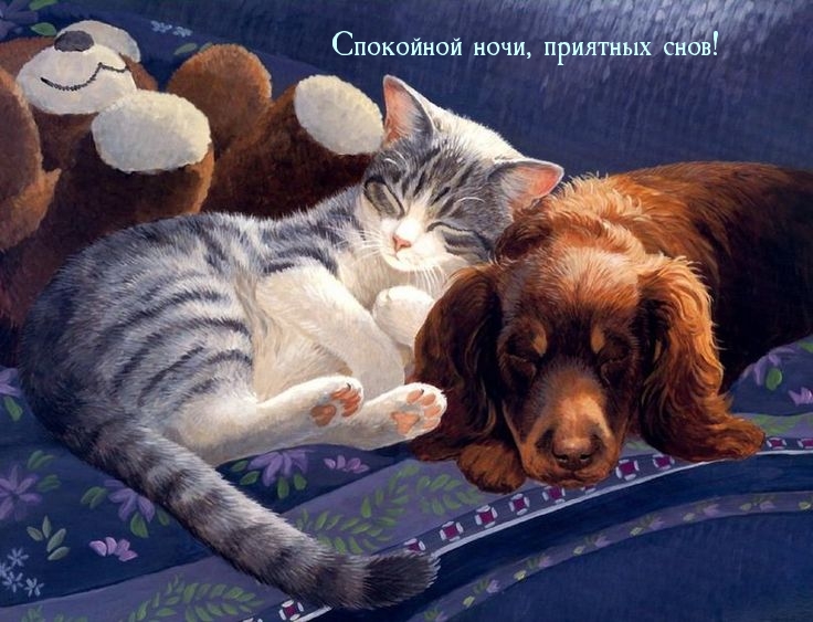 Спокойной ночи, приятных снов!