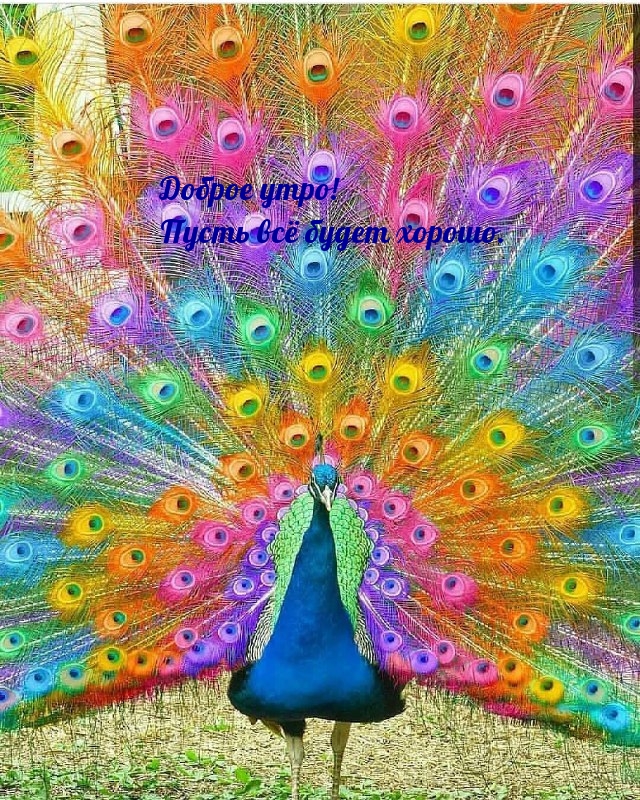 Доброе утро! Пусть всё будет хорошо.